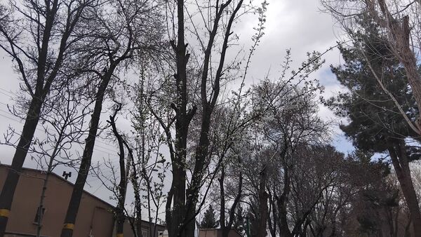 گل‌ها و درختان در شکوفایی