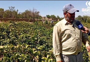 برداشت انگور در روستای گزکوه زیر سایه خشکسالی
