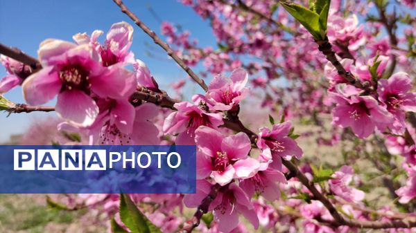 شهرستان نیشابور میزبان فصل بهار