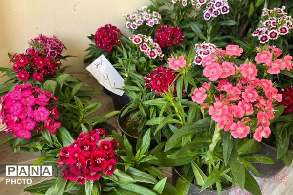 عطر گل‌ها و رنگ هنر در مدرسه فنی‌وحرفه‌ای هجرت به هم آمیخت
