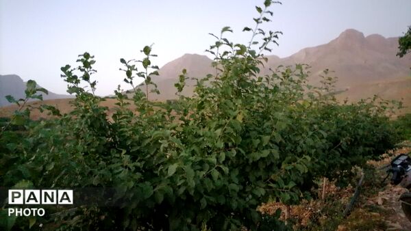 اینبار طبیعت زیبای شهر بار نیشابور در قاب پانا