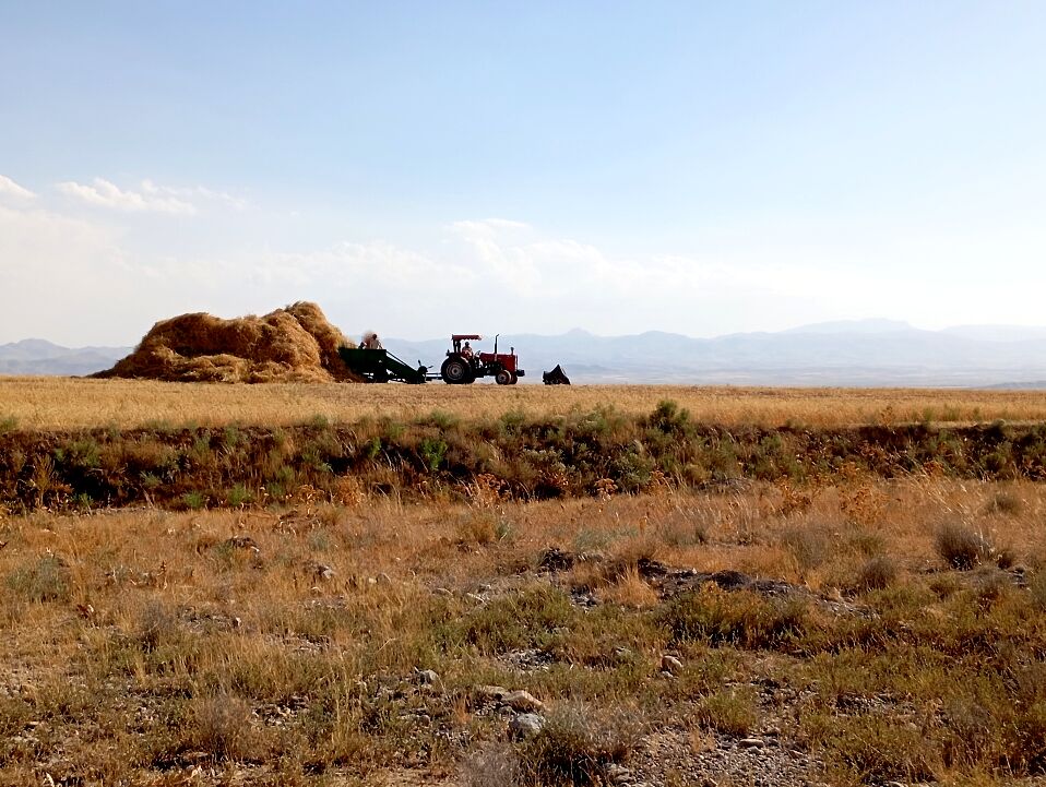 گندم، یکی ازمحصولات کشاورزی در روستای گزکوه 