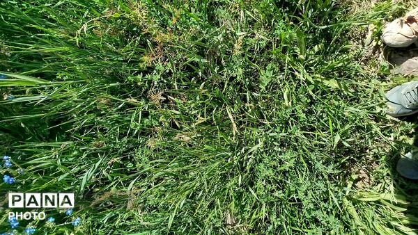 حال و هوای طبیعت در آخرین ماه فصل بهار