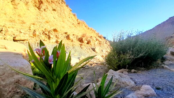 روستای برد‌زرد نگینی غریب در شهرستان لنده
