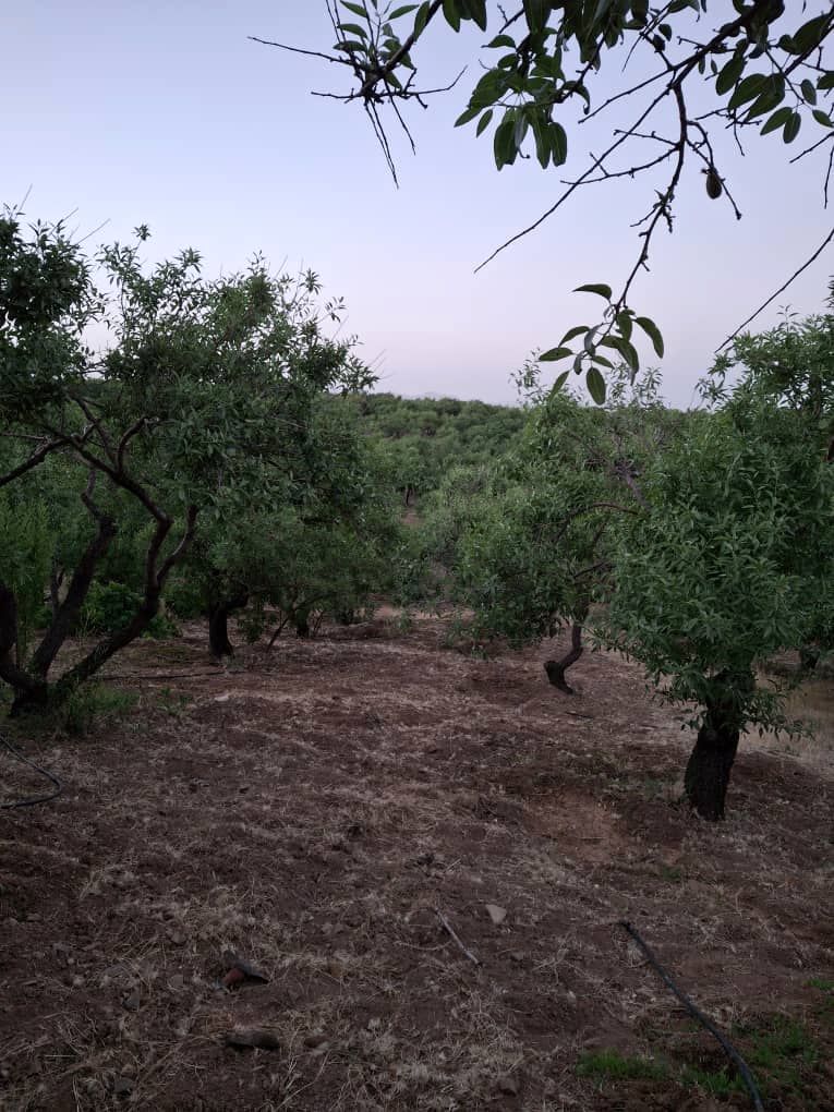 از سختیِ خاک تا شیرینیِ آرامش؛ روایت یک عمر زندگی با بذر و برکت در شهرکرد