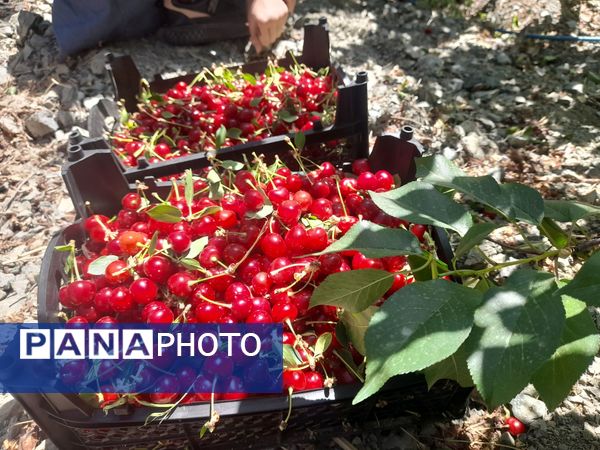 میوه‌های خوش‌رنگ و لعاب بهاری در روستای مارکده