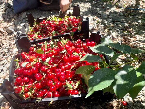 میوه‌های خوش‌رنگ و لعاب بهاری در روستای مارکده