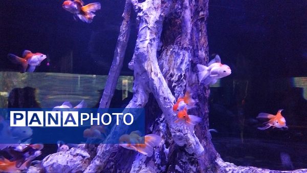 اردوی علمی تفریحی خبرنگاران پانای استان اصفهان