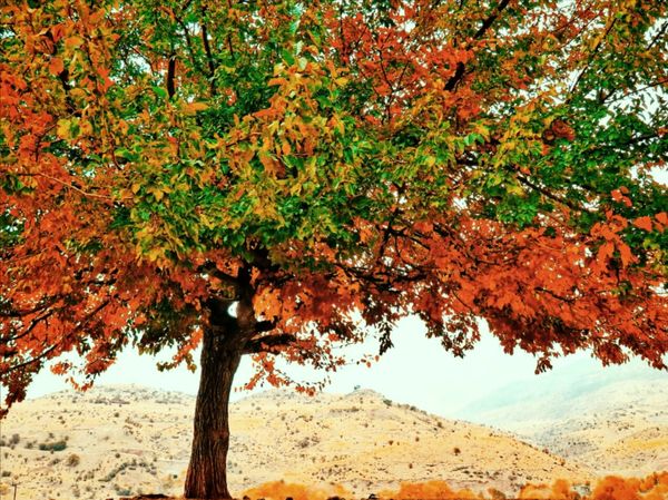 جاذبه‌های گردشگری روستای دوازده‌ امام 