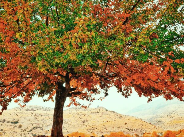 جاذبه‌های گردشگری روستای دوازده‌ امام 