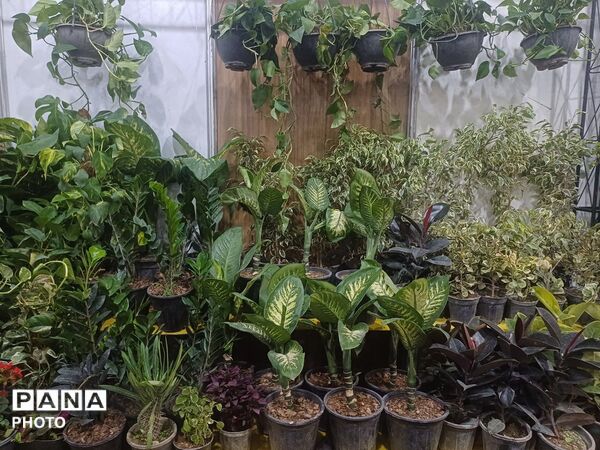 نمایشگاه گل و گیاه و سوغات در همدان