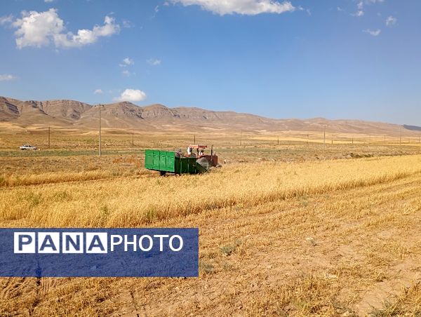برداشت گندم در روستای گزکوه
