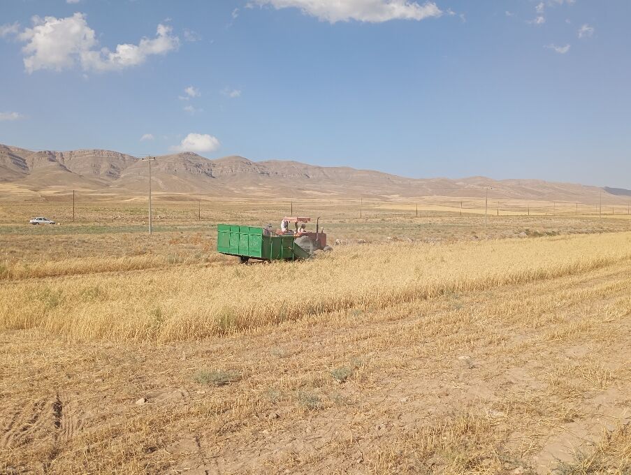 برداشت گندم در روستای گزکوه