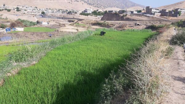 کاشت برنج در روستای بیدله 