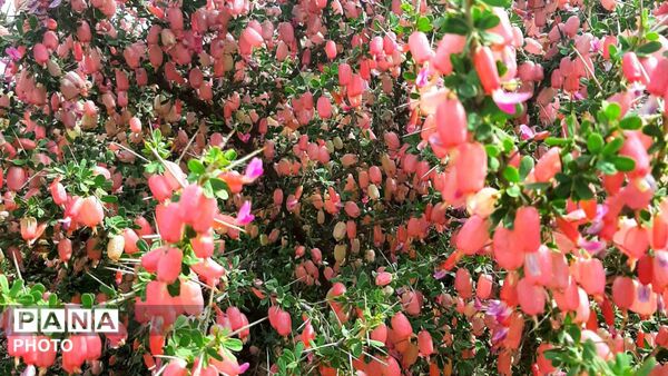 کوهدشت نگین سبز زاگرس
