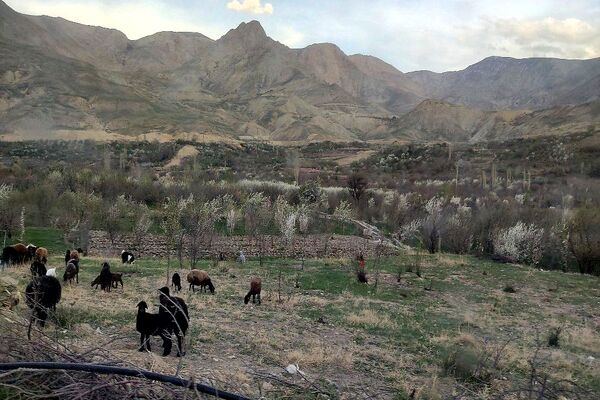 شهر بار نگین سبز خراسان رضوی میزبان فصل بهار 
