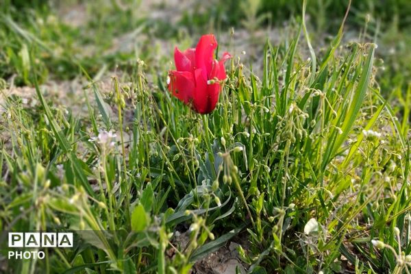 آلبوم تصویری از طبیعت زیبای شهر بار در اردیبهشت‌ماه  ۱۴۰۵ -1