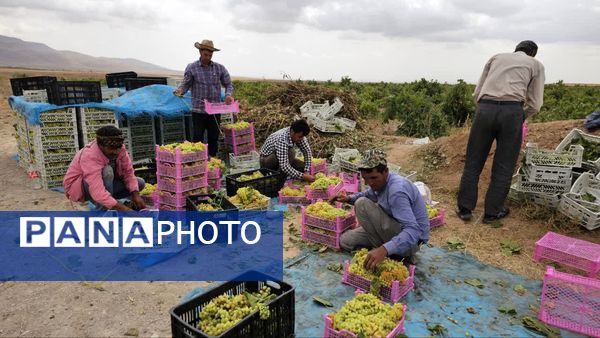 کیل گیری محصولات کشاورزی در شهرستان فاروج