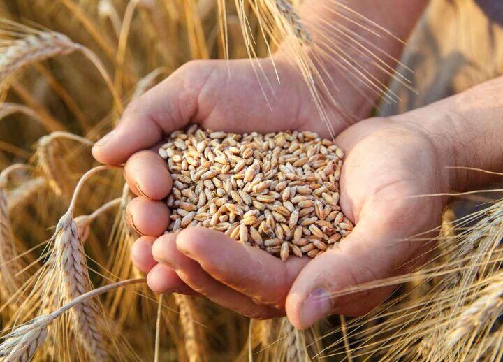 ۴.۷ میلیون تُن گندم خرید تضمینی شد