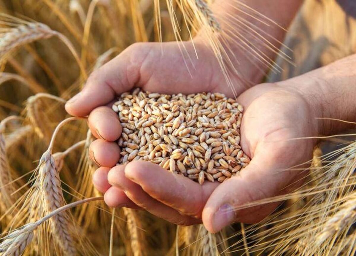 ۴.۷ میلیون تُن گندم خرید تضمینی شد