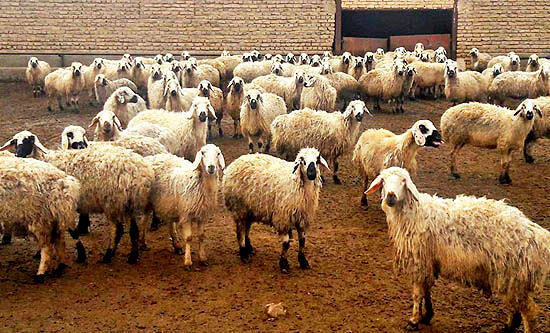 شناسایی و ثبت ۲۷ نژاد گوسفند بومی در کشور