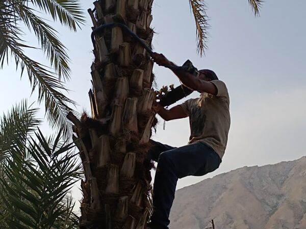 برداشت خرما در شهر رویدر 
