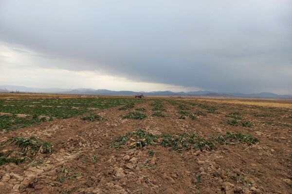برداشت چغندرقند در روستای مفرنقا