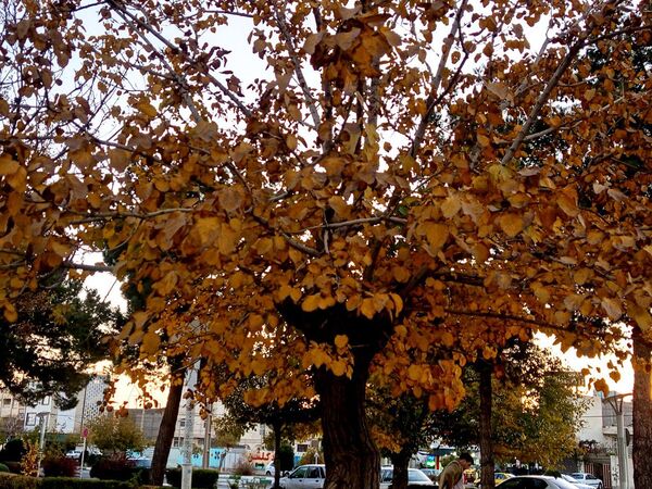طبیعت زیبای کاشمر در پاییز