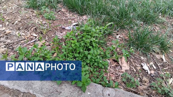 گل‌ها و درختان در شکوفایی