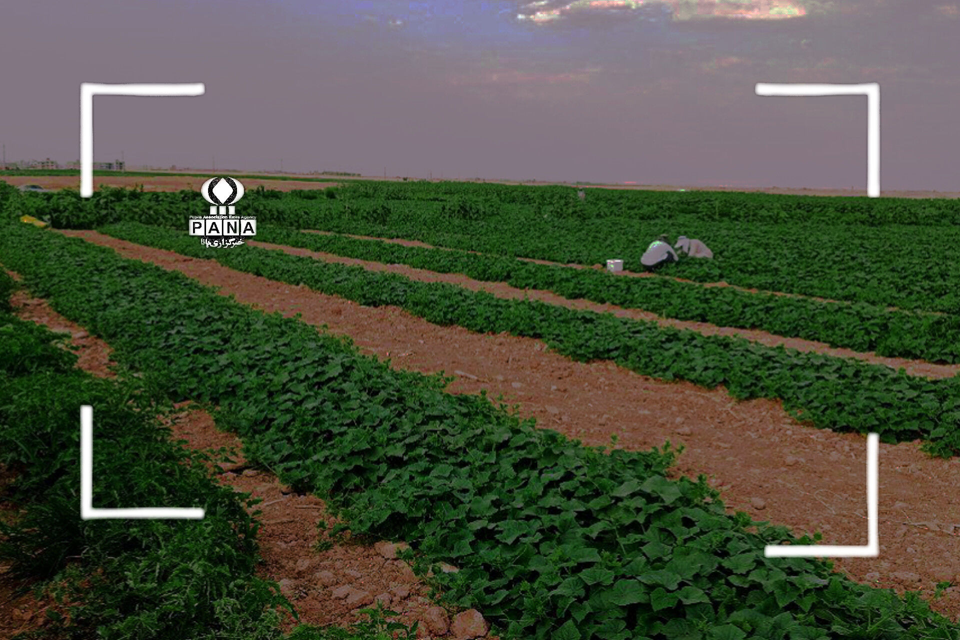 آغاز برداشت خیار از مزارع دهگلان