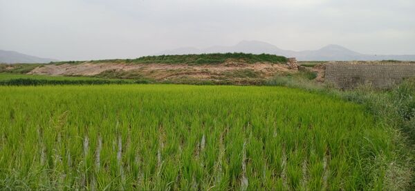 برنج‌کاری در لردگان؛ نماد زندگی و فرهنگ محلی