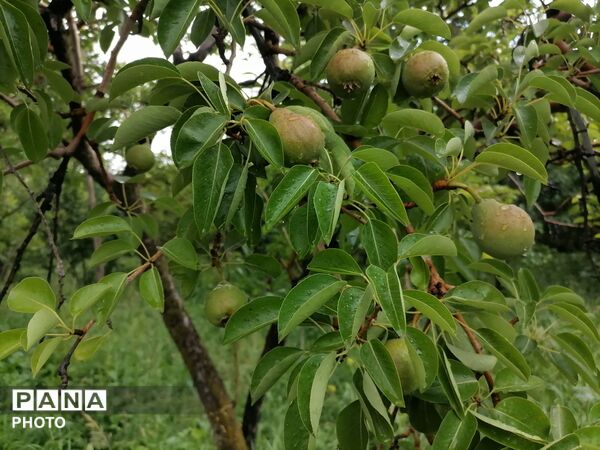 بارش شدید باران در اواخر خرداد ماه در شهر بار 