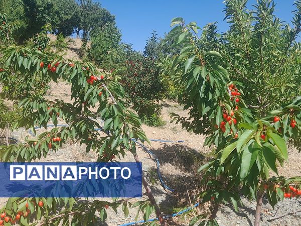 میوه‌های خوش‌رنگ و لعاب بهاری در روستای مارکده