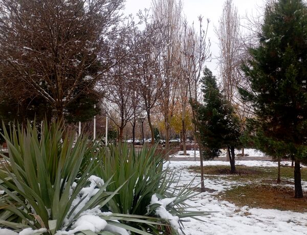 بارش برف در شهر زیبای مشهد 