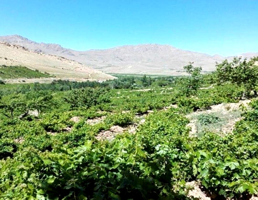 گهرو؛گنجینه ای از تاریخ و طبیعت در نگاه خبرنگار پانا