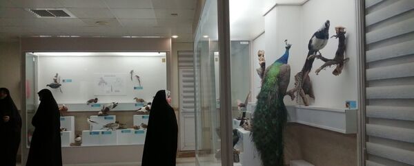 جشنواره «شاد دخت» در قم