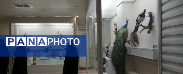 جشنواره «شاد دخت» در قم