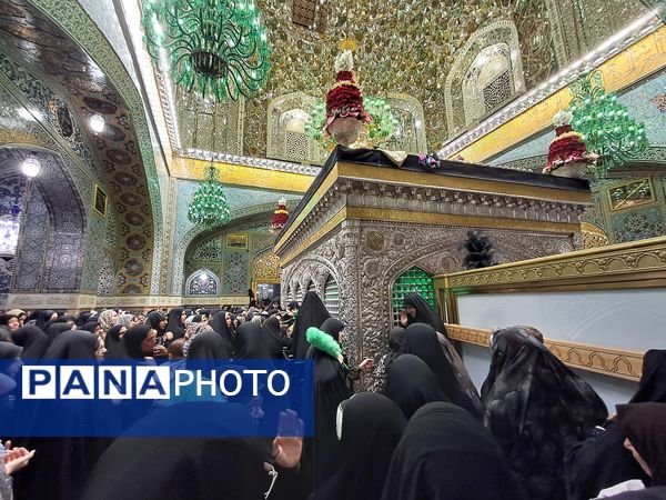 کبوتر حرم مشهد مقدس