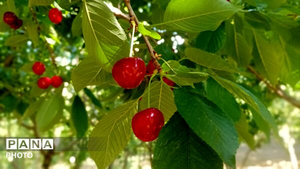 برداشت گیلاس از باغات و تصاویر زیبا از طبیعت سرسبز شهربار 