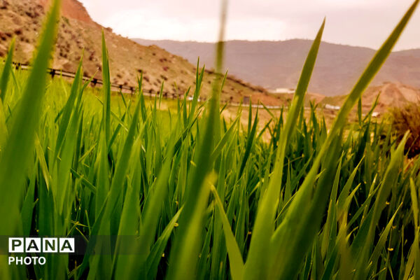 طبیعت دِراز‌رود؛ زیباترین تابلوی سبز لردگان
