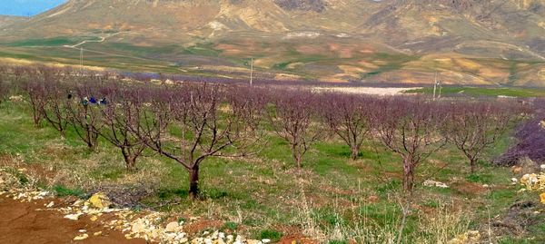 طبیعت بهاری، فرصتی برای سرزندگی روح 