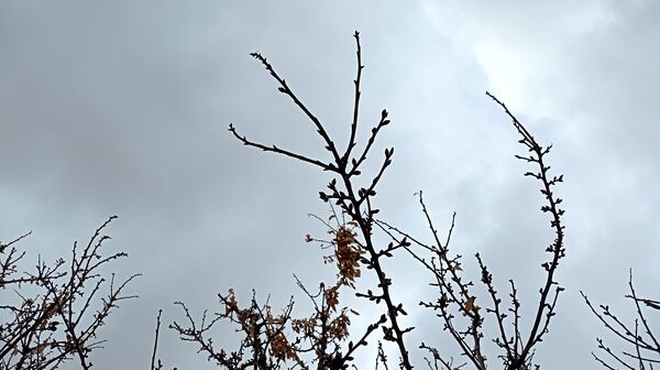 بارش زیبای باران با عطر و بوی بهار در شهرستان بن
