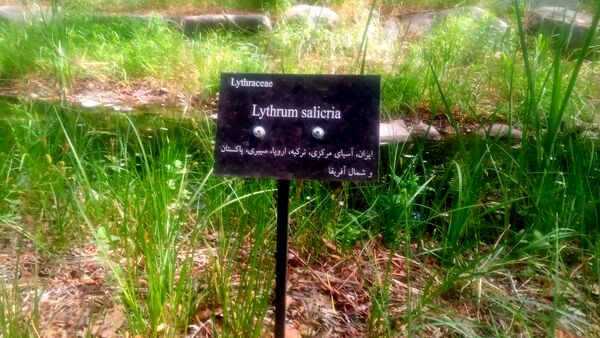دانش‌آموزان آموزشگاه هیأت امنایی فرزانگان ملارد از باغ گیاه‌شناسی بازدید کردند