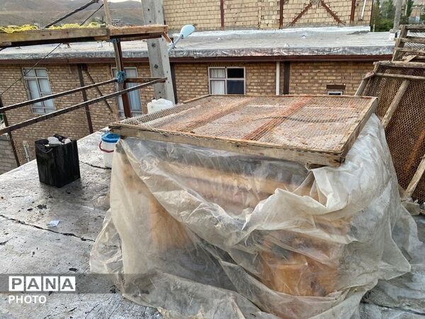 روند برداشت و آماده سازی آلو در شهربار 