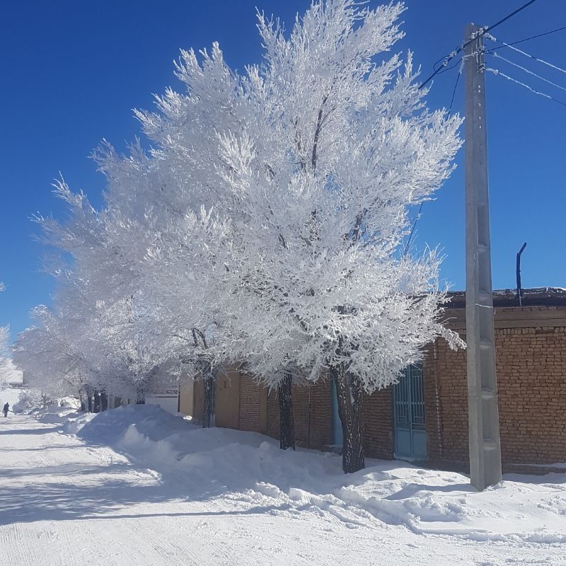 عروس فصل‌ها باری دیگر مهمان شهرستان بن