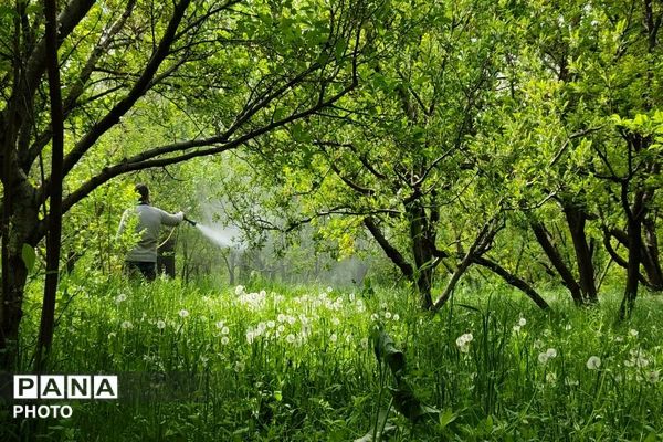 حال و هوای شهر بار نیشابور در فصل زیبای بهار