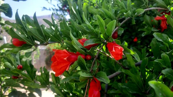 میوه‌های رنگارنگ در لردگان 