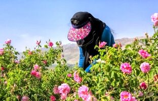  عطر بهار در دیار گل