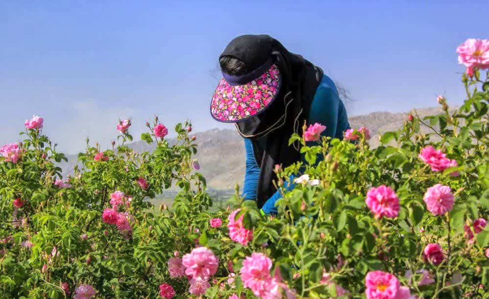 کاشان پایتخت گل و گلاب است