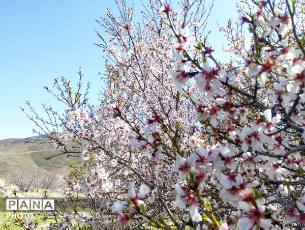 شکوفه‌هایی که تویسرکان را قاب تازه زدند